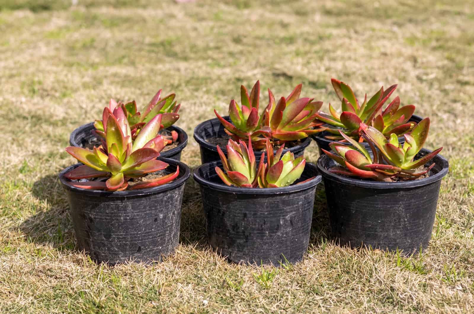 Fogata suculenta en macetas negras sentadas en la hierba