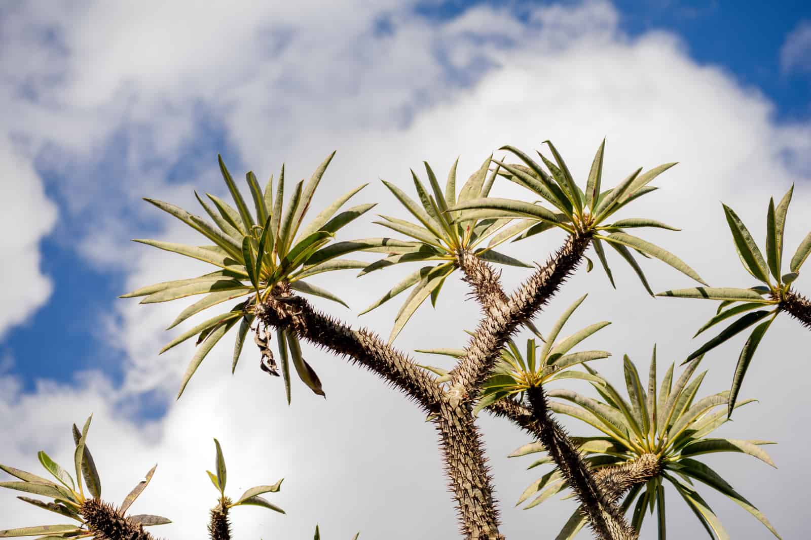 El dosel de una palmera de Madagascar recortada contra un cielo nublado