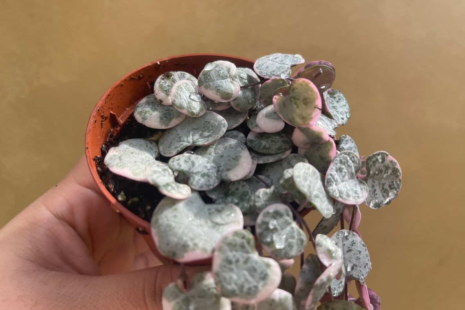 Ceropegia woodii en mano en maceta