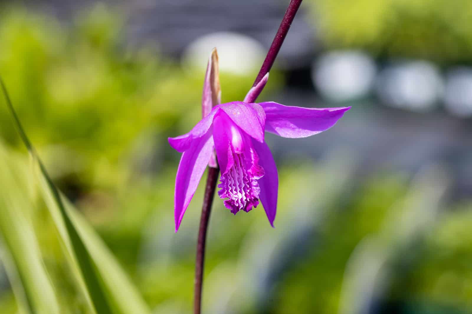 Orquídea de tierra china