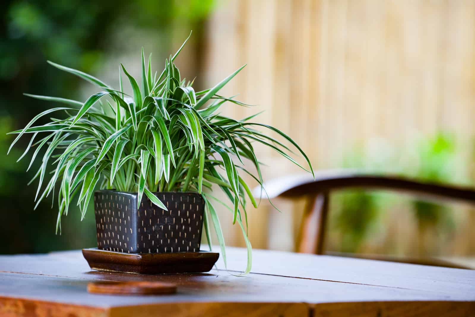 Chlorophytum en maceta sobre mesa