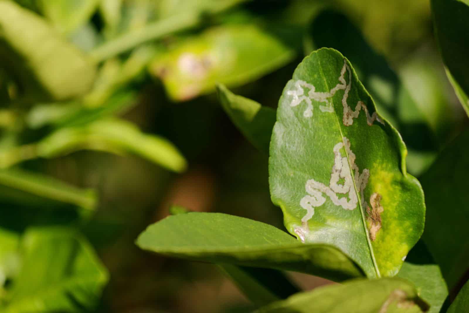 Minador de hojas de cítricos daños en hojas de lima