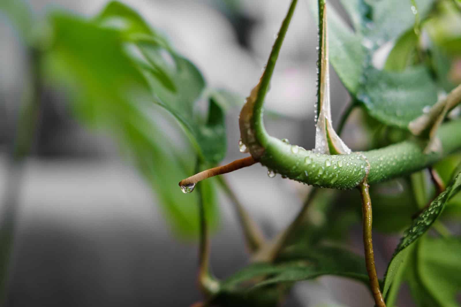 Cerca de una raíz aérea de una Rhaphidophora Tetrasperma