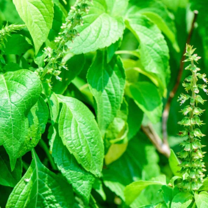 Planta de albahaca de clavo