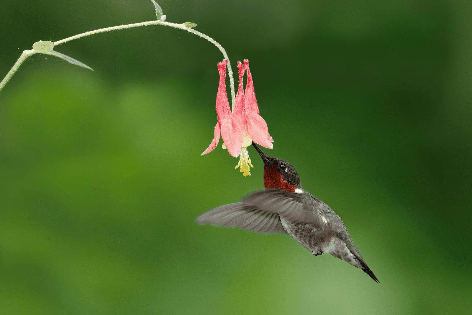 Columbine en la que aterrizó un colibrí