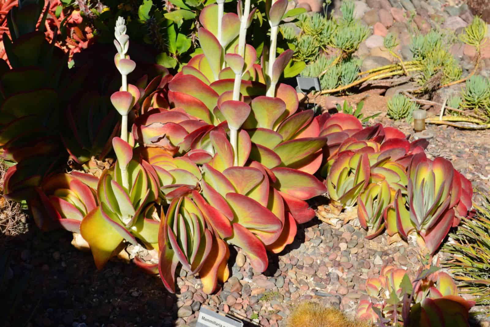 Crassula Red Pagoda Plantas suculentas