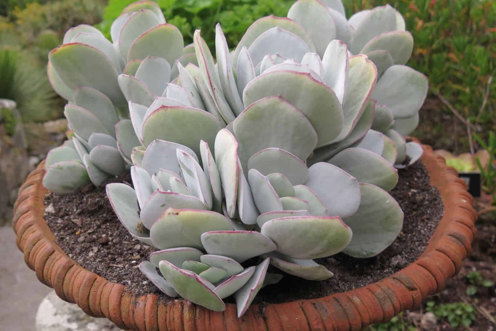 Crassula arborescens (planta de jade plateado) creciendo en una maceta de terracota