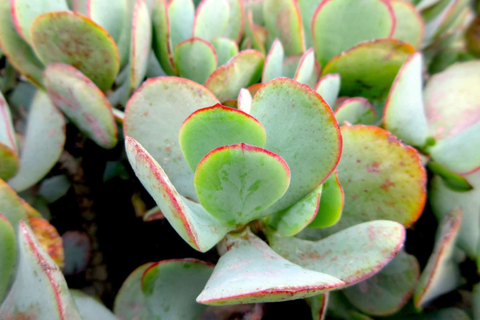 Crassula arborescens Planta Suculenta