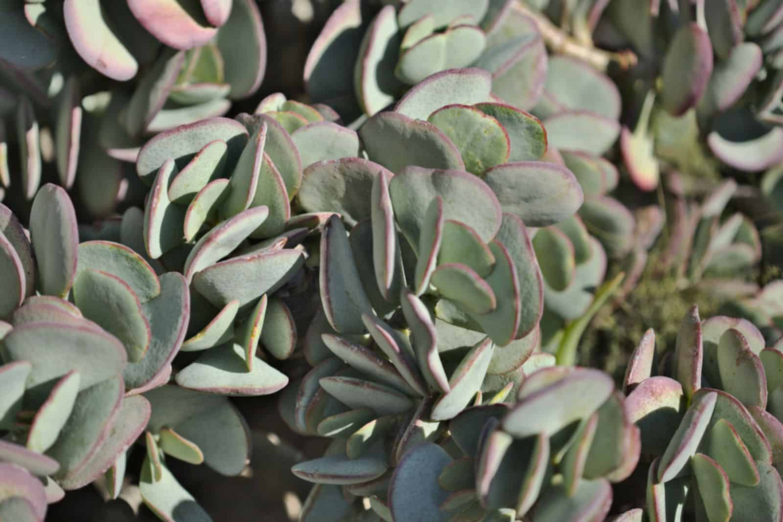 Crassula arborescens también conocida como planta de jade plateado