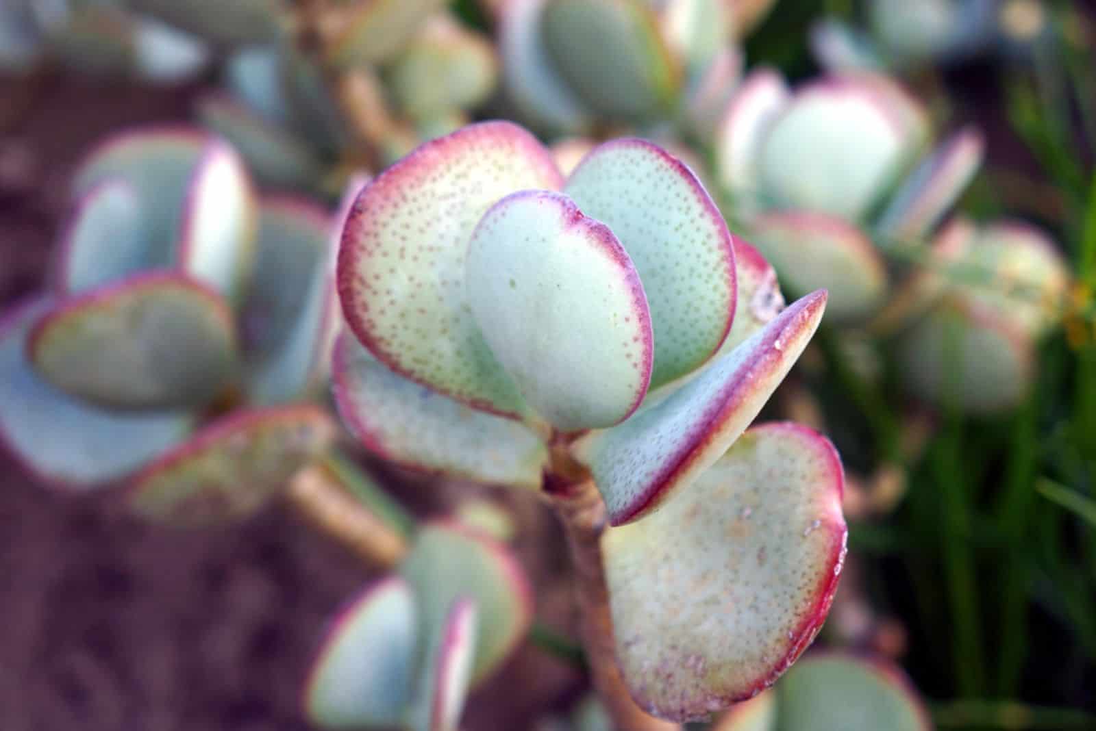 Hojas de Crassula arborescens