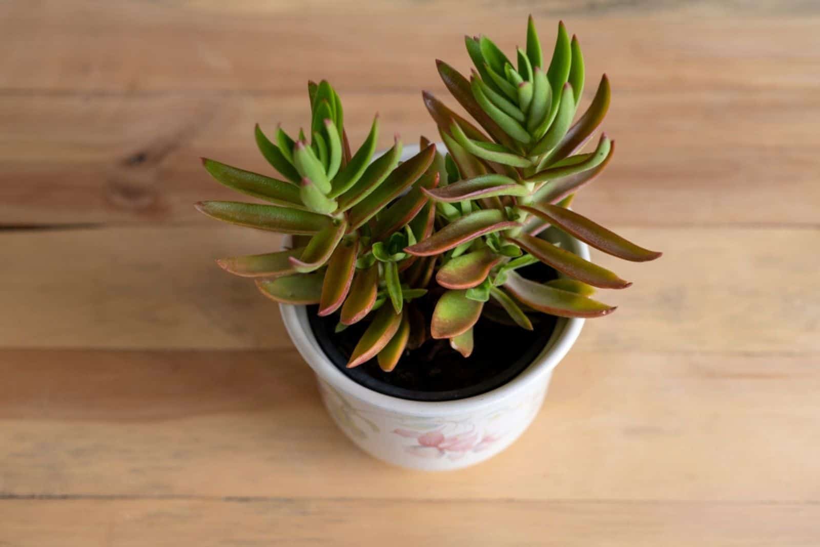 Crassula capitella en una olla