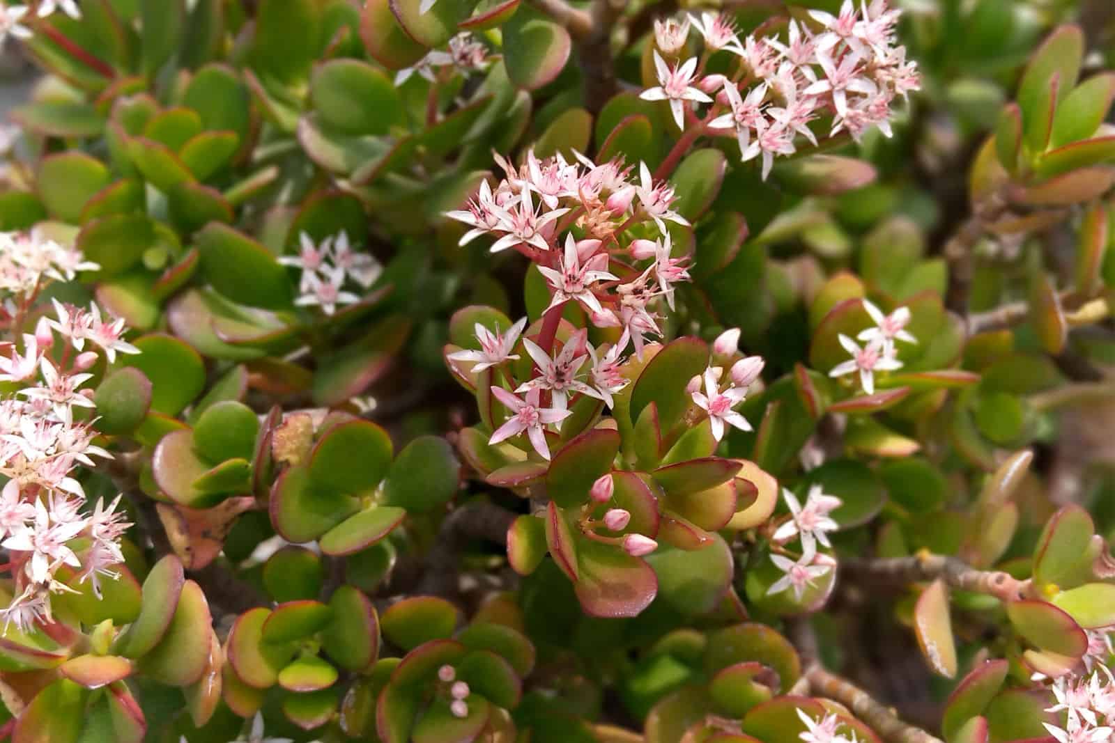 Crassula ovata Belleza rosa