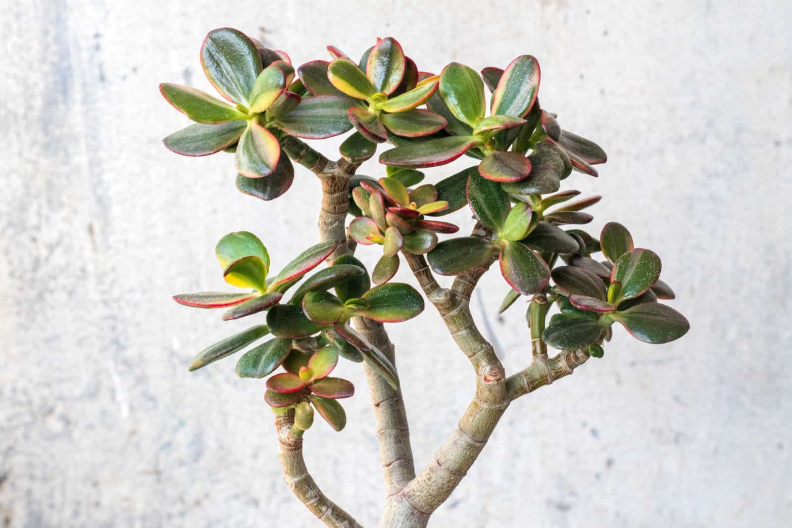 Crassula ovata variegata