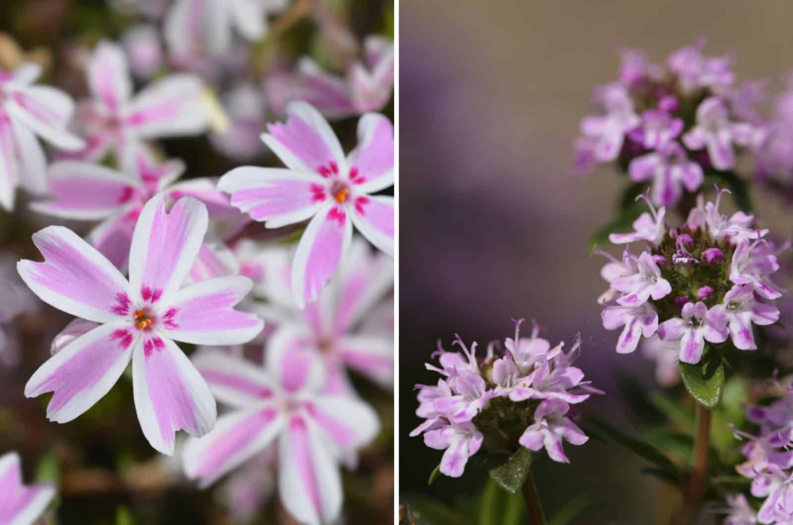 Phlox rastrero vs flores de tomillo rastrero