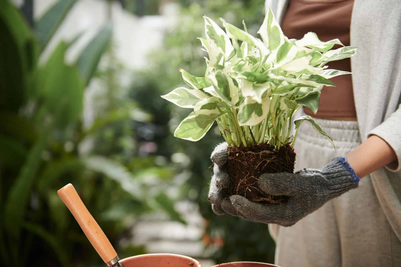 Imagen recortada de una jardinera en guantes textiles sosteniendo una planta de potos