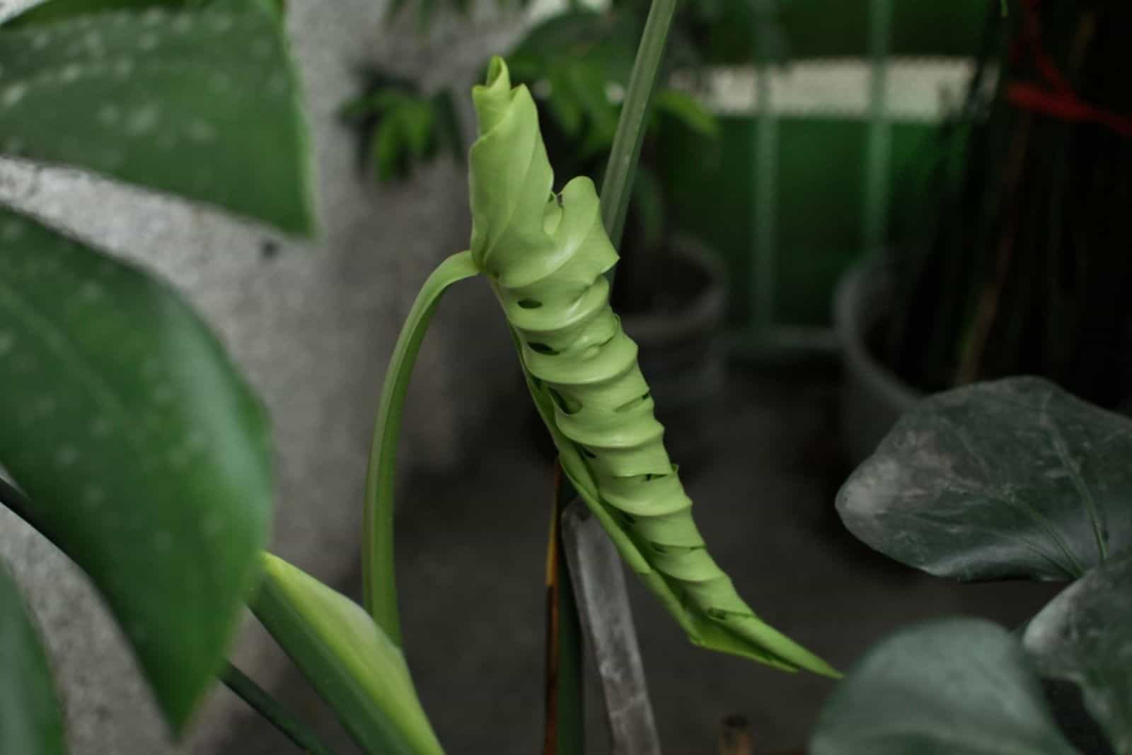 Rizado Monstera Nueva Planta Hoja