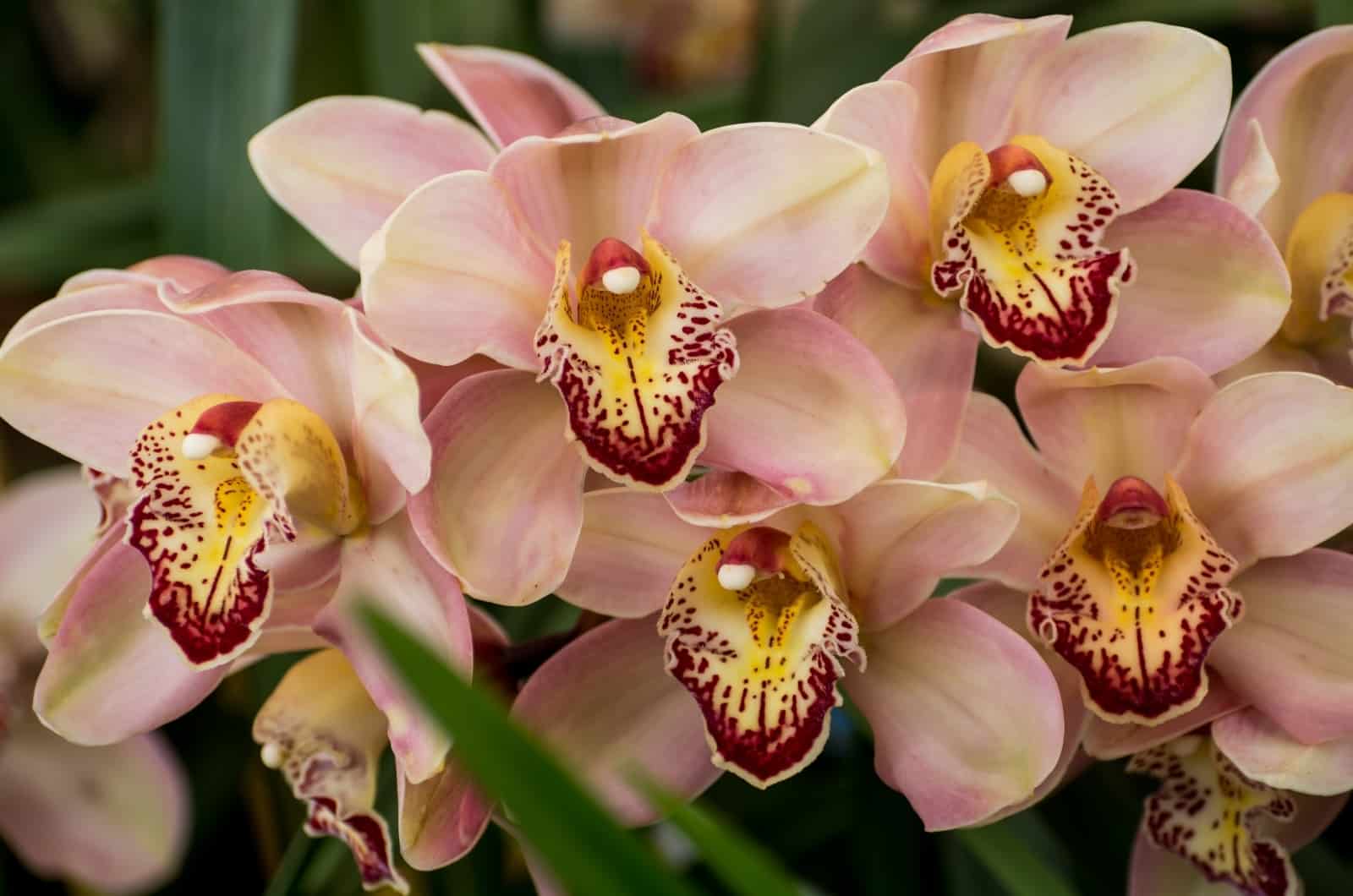 orquídeas cymbidium