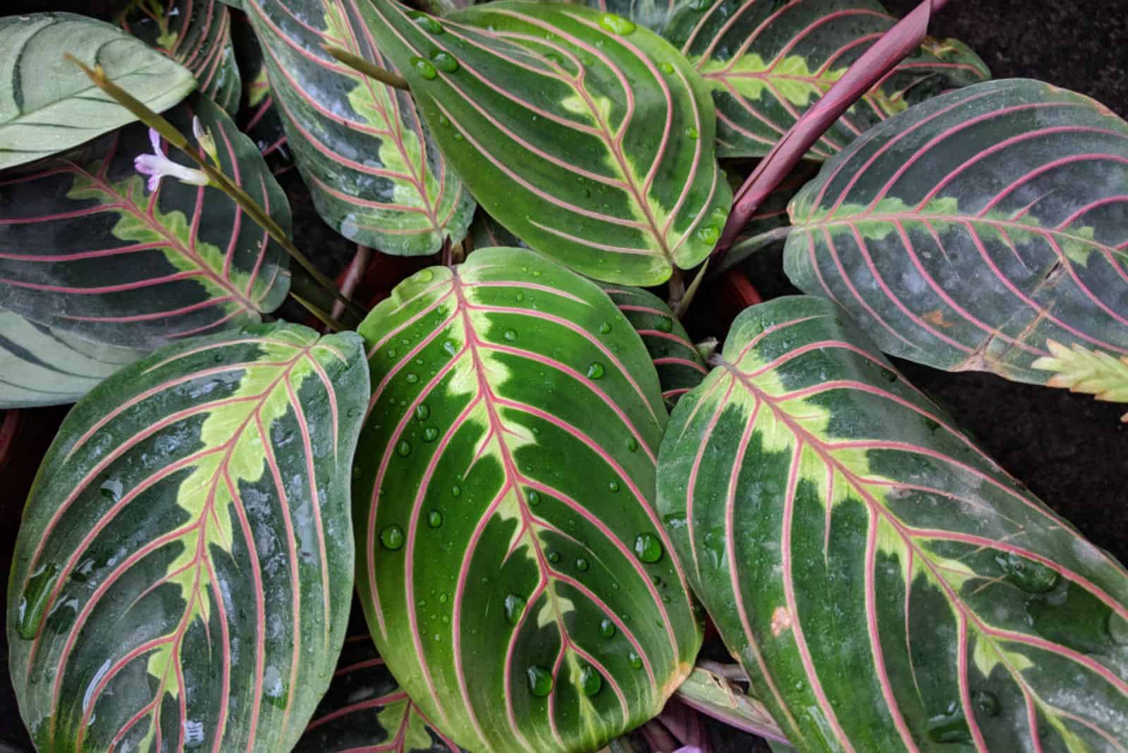 Hojas de color verde oscuro con nervadura rosada Planta de oración