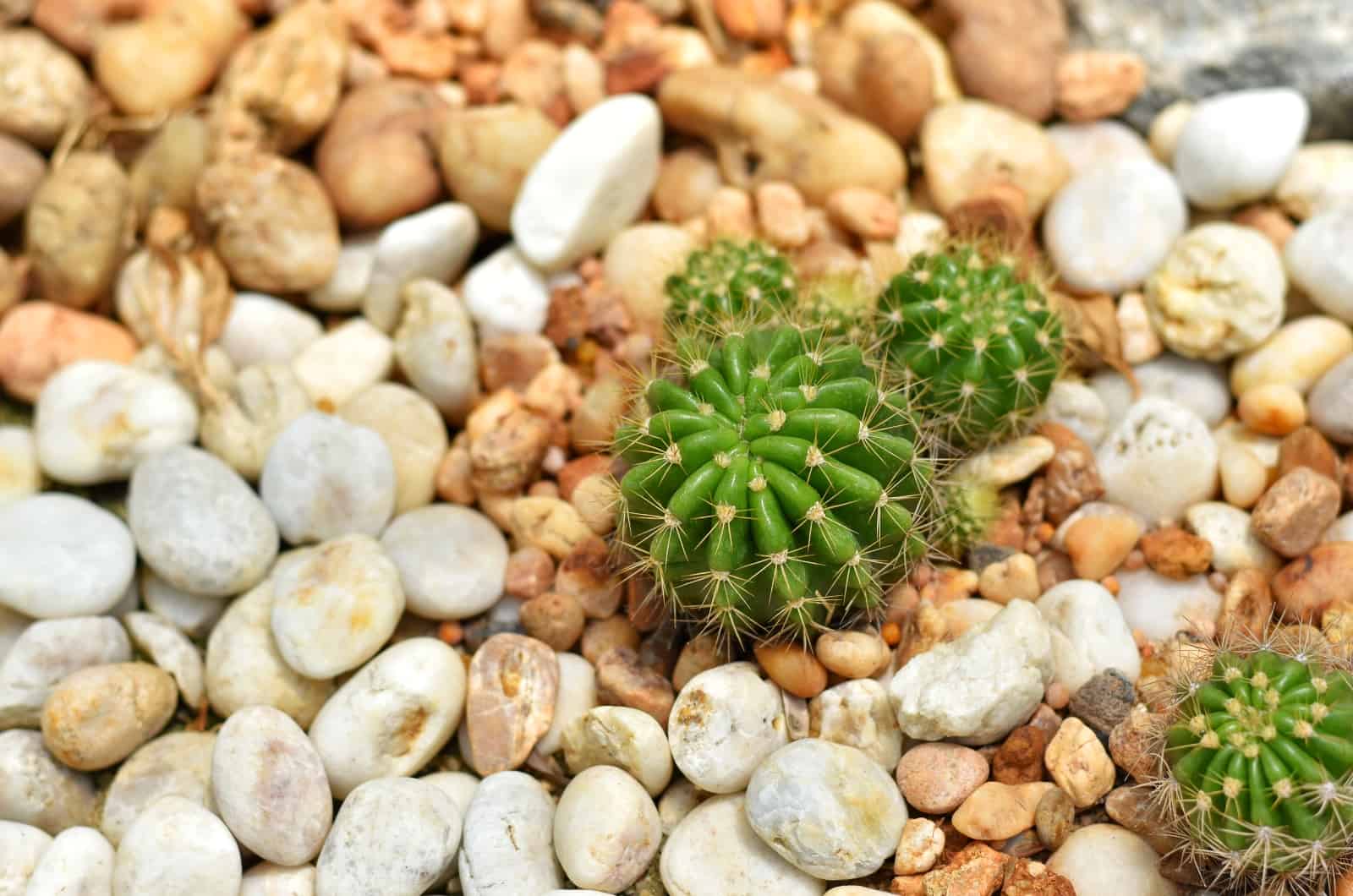 domino, cacto, y, rocas