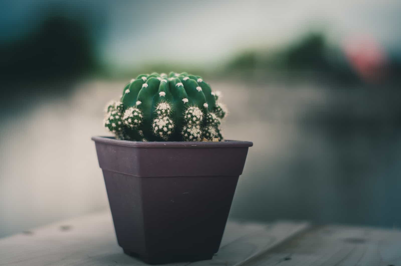 Domino Cactus en maceta sentado en la mesa