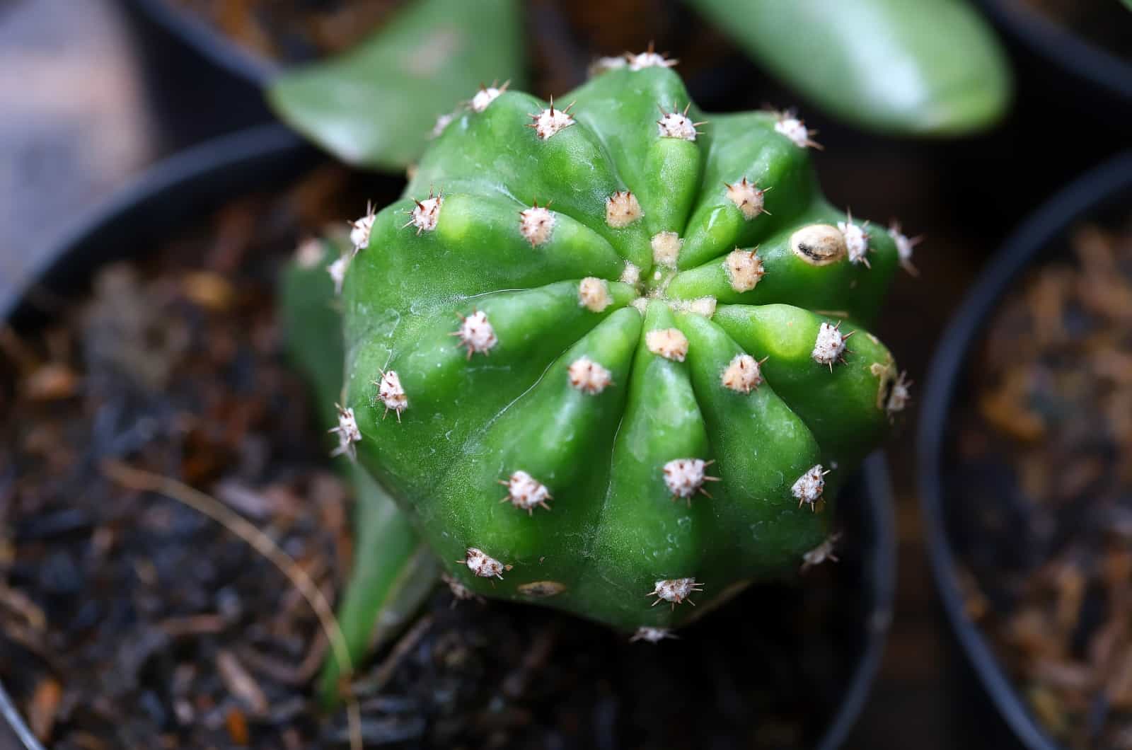 Cactus dominó