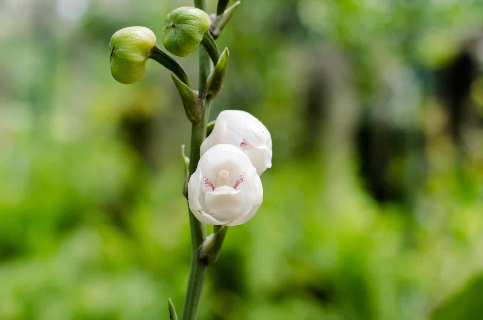 Paloma Orquídea floreciendo