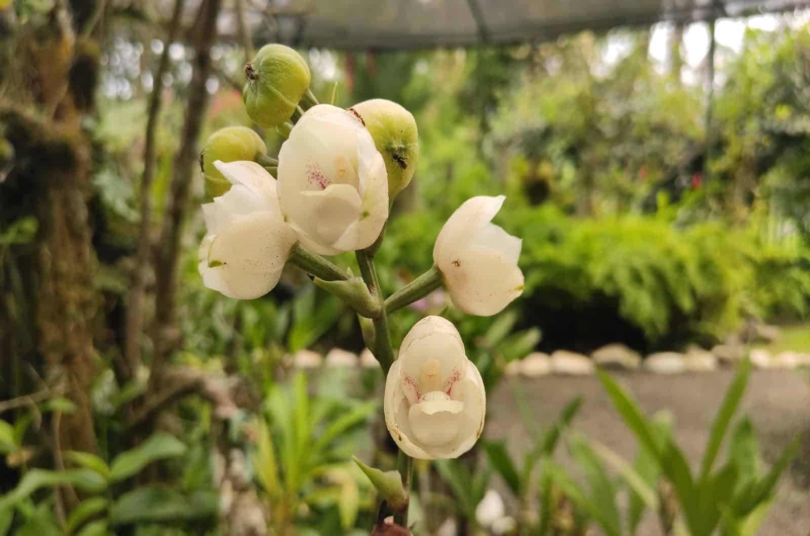 orquídea paloma