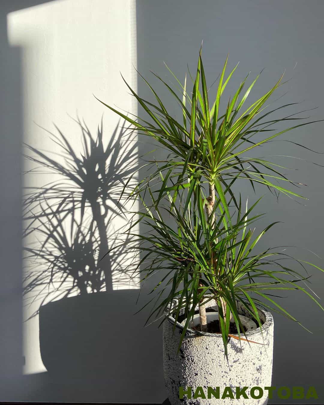 Dracaena Concina