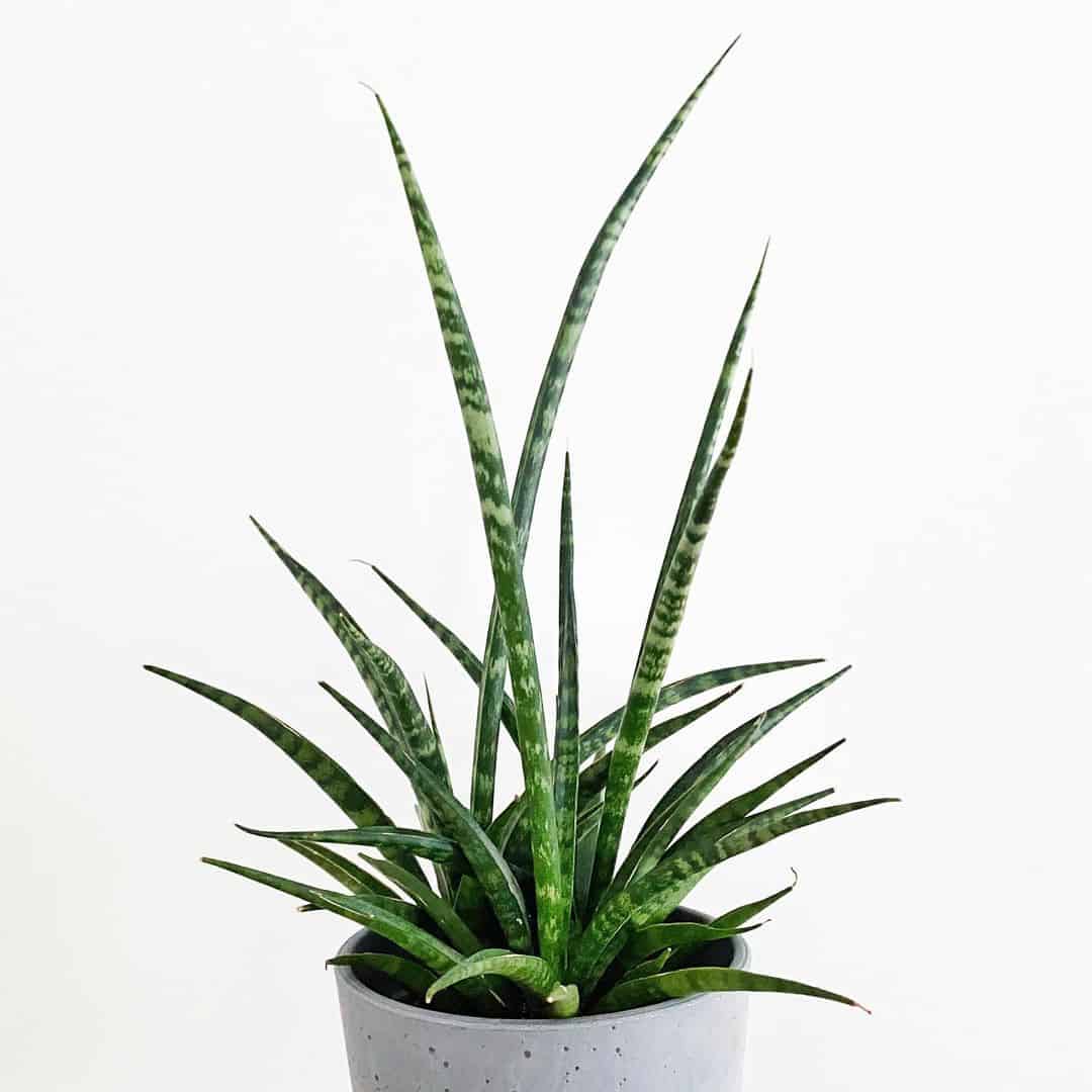 Dracaena Helecho