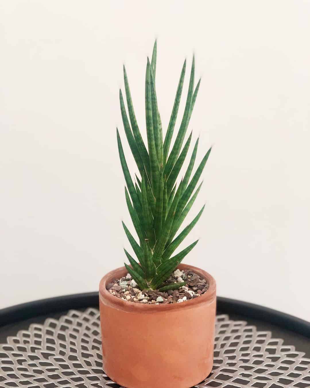 Dracaena Francisii