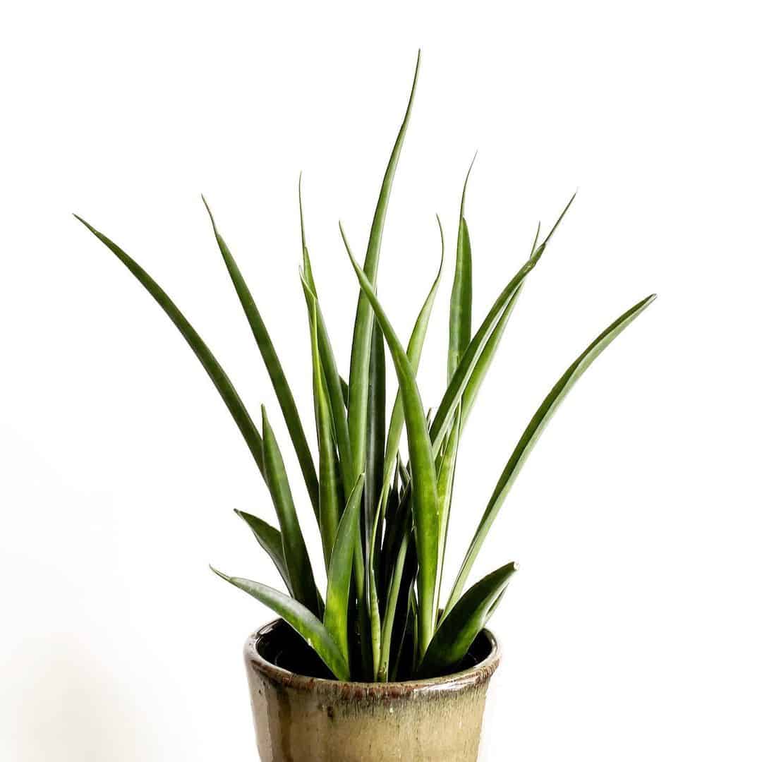 Dracaena parva