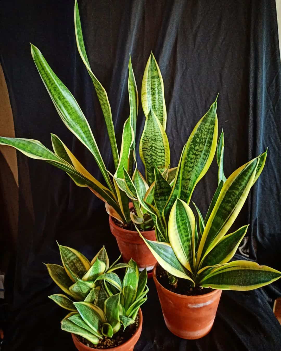 Dracaena Trfiasciata 'Futura Superba'