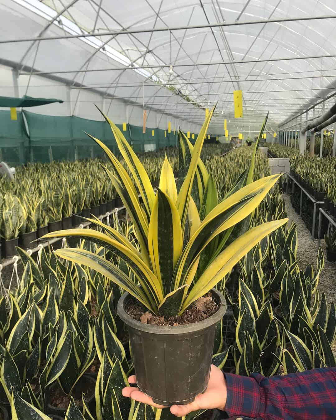 Dracaena Trifasciata 'Llama Dorada'