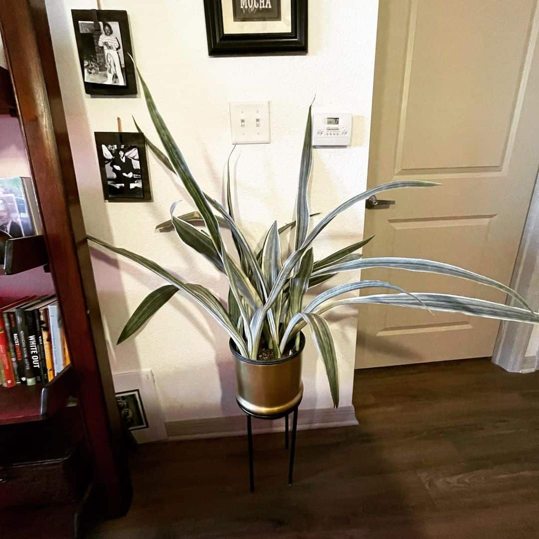 Dracaena Trifasciata 'Metallica'