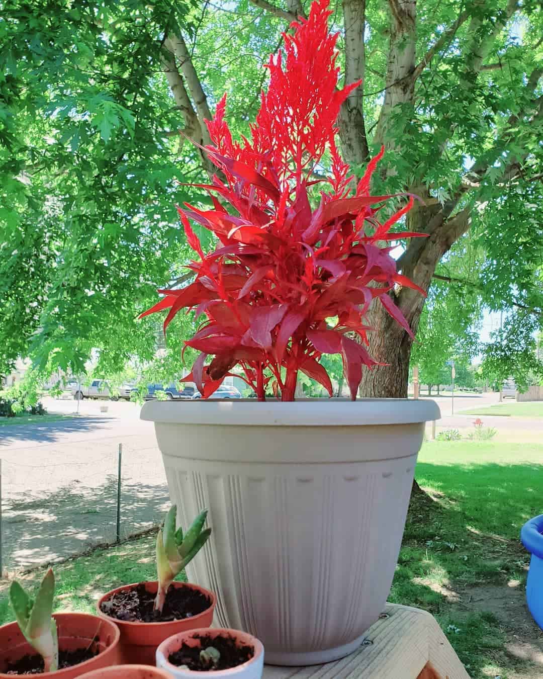 Dragon Breath Plant en una olla gris sobre la mesa