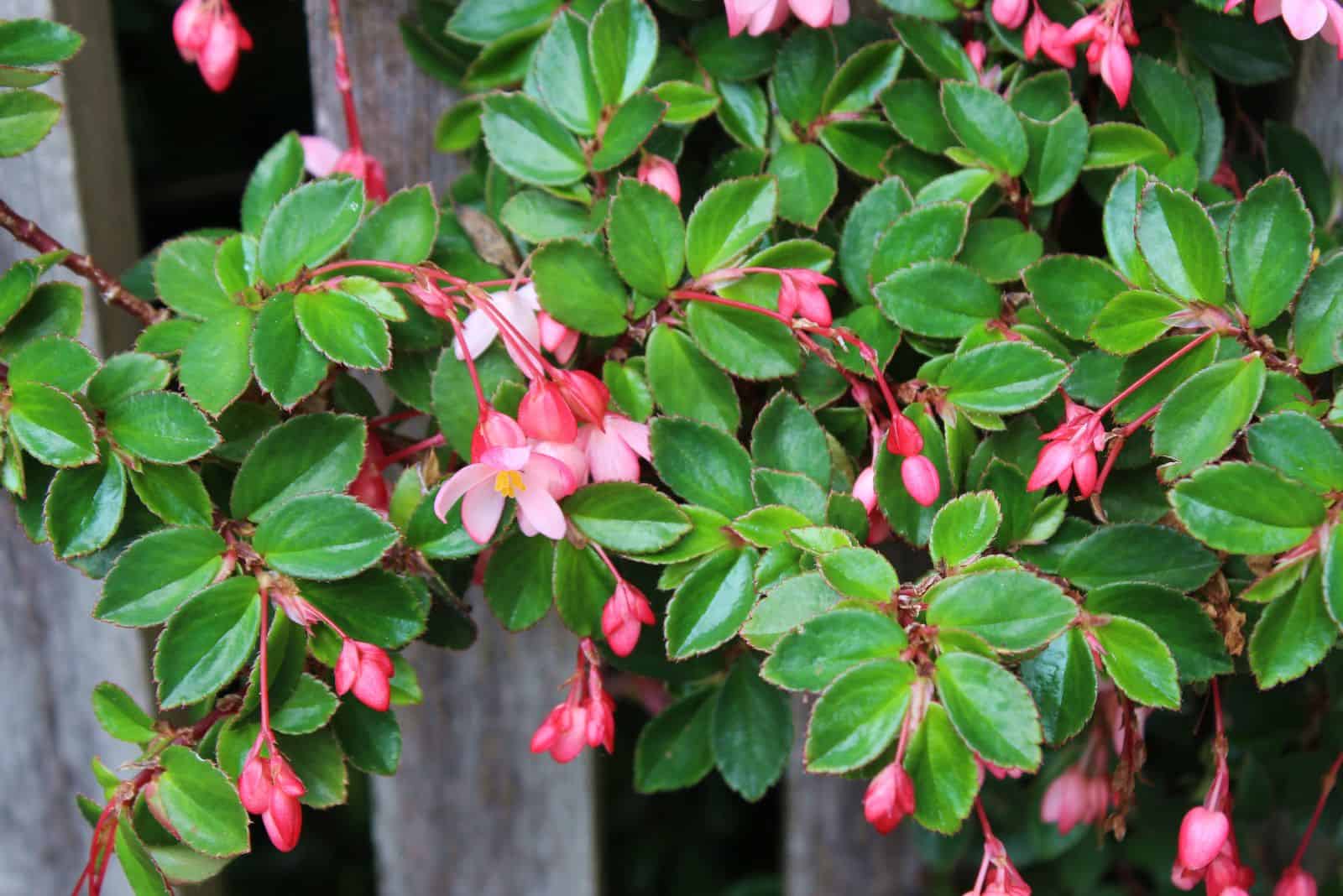 Begonias ala de dragón