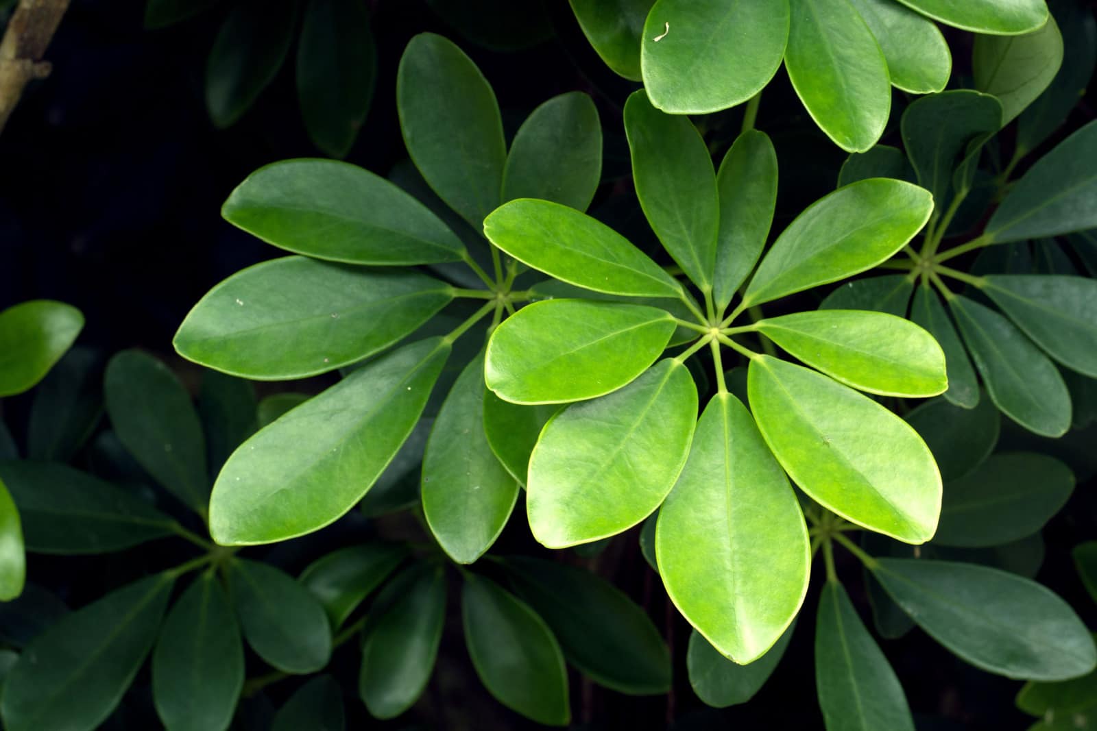 Hojas de árbol paraguas enano (Schefflera arboricola)