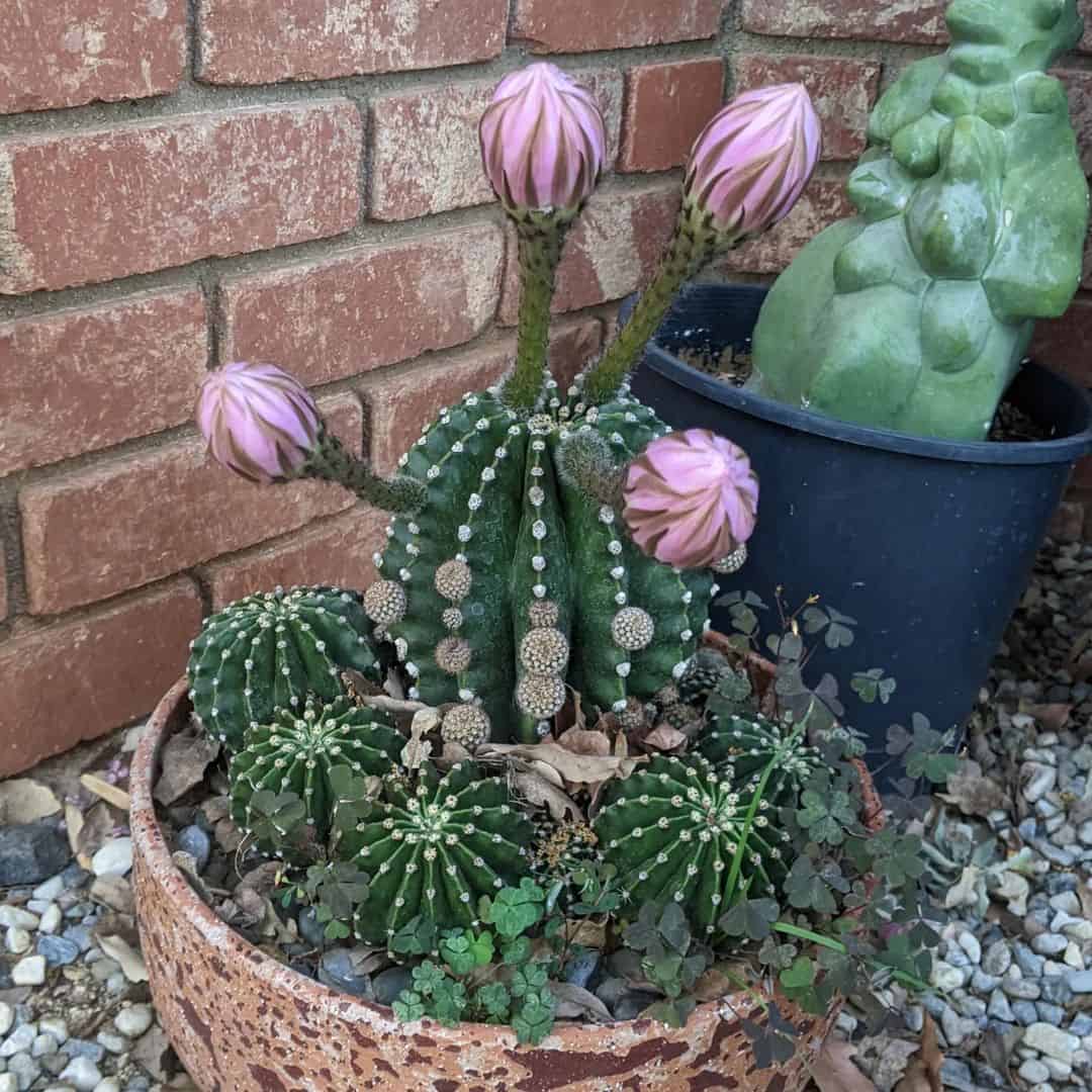 Cactus de lirio de Pascua en una olla