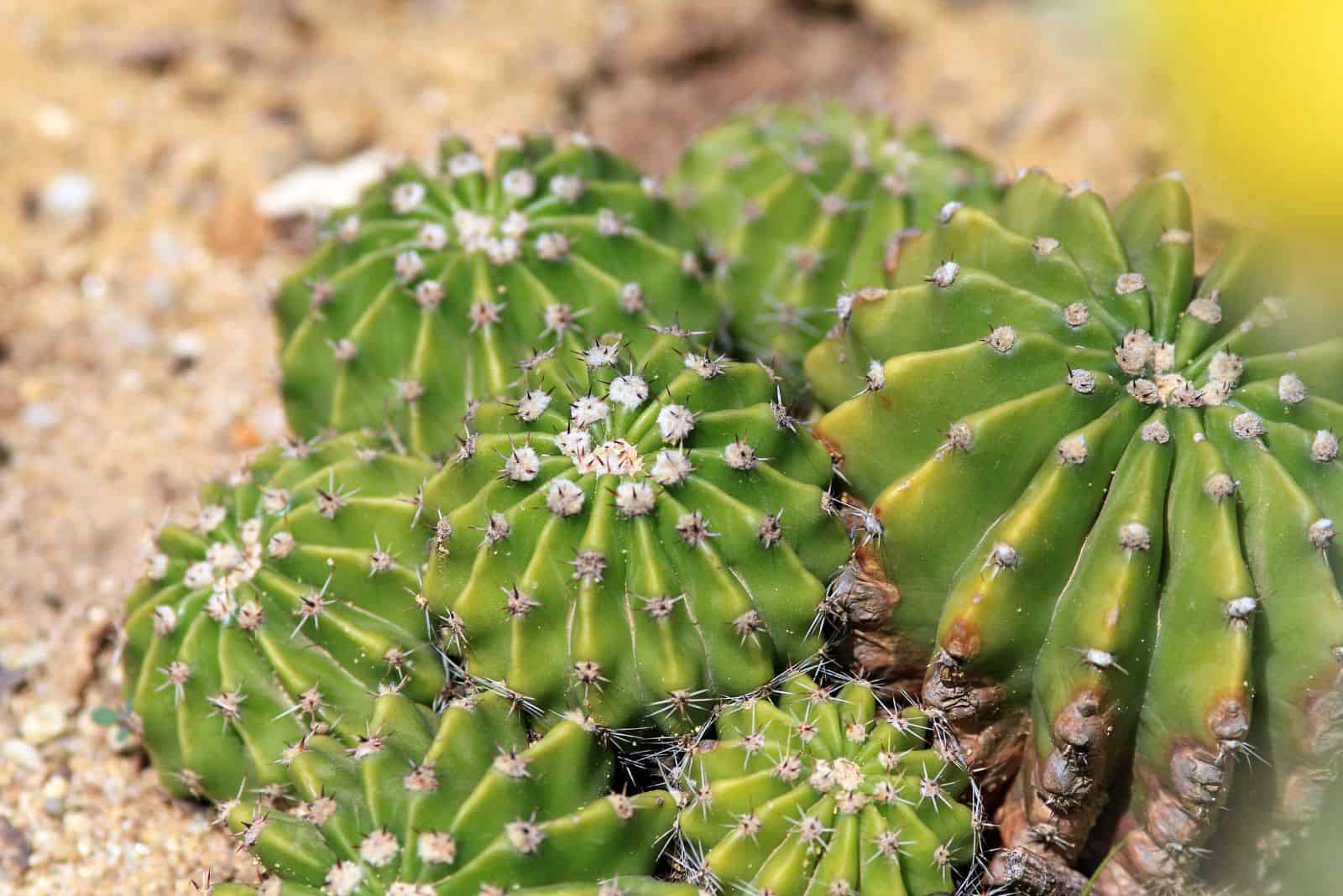 Pudrición de la raíz del cactus del lirio de Pascua