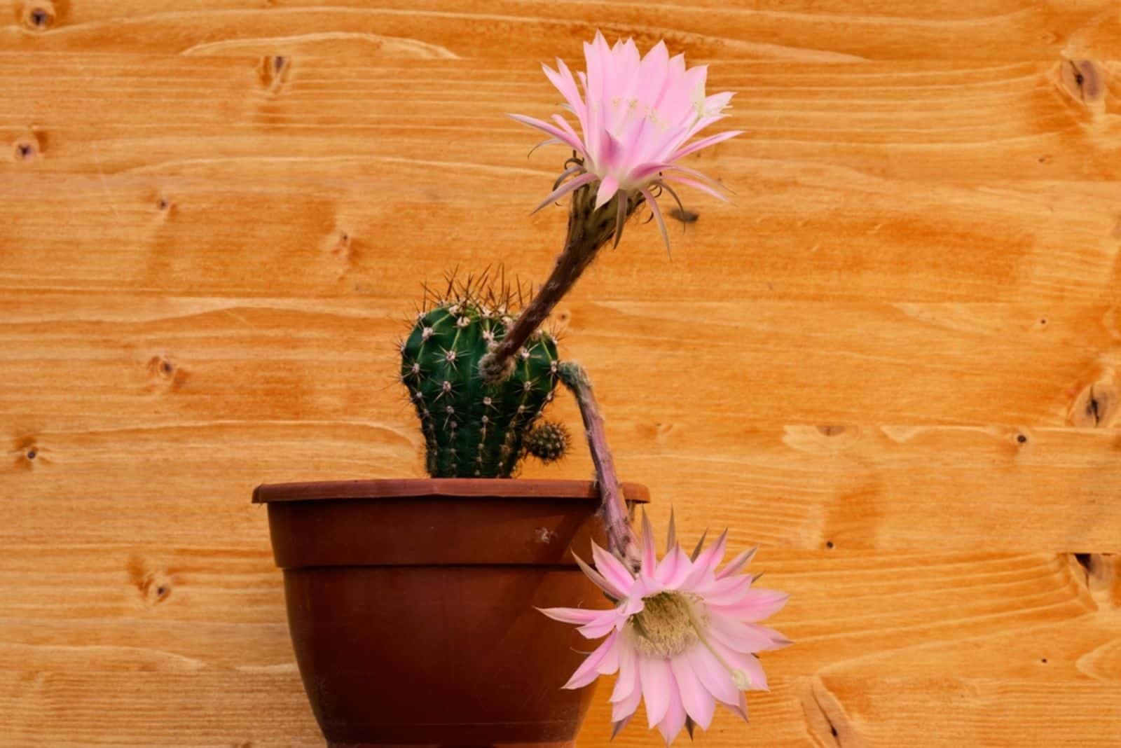 Cactus de lirio de Pascua en una olla marrón con una flor morada