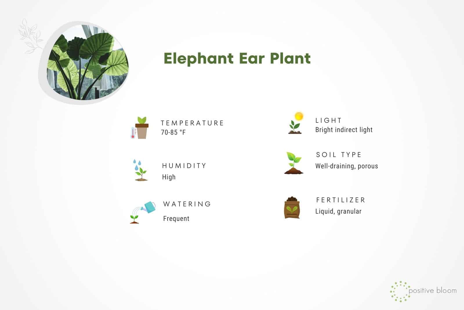 Planta de oreja de elefante