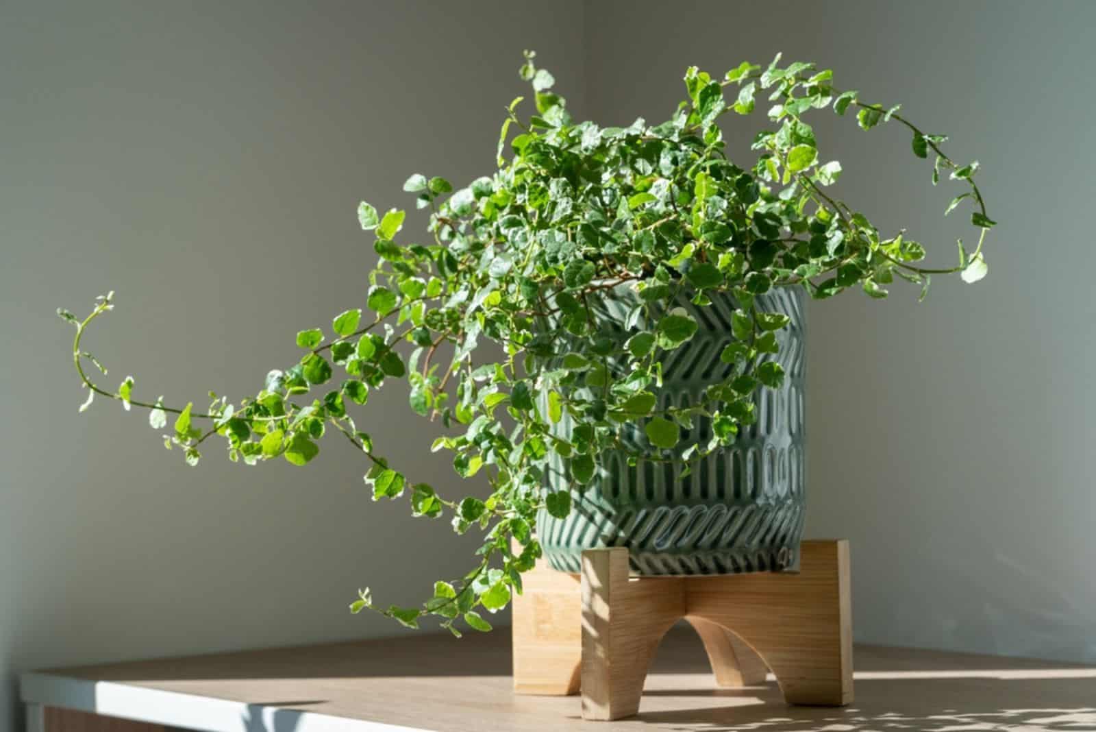  Planta Ficus Pumila en jardinera de cerámica en casa