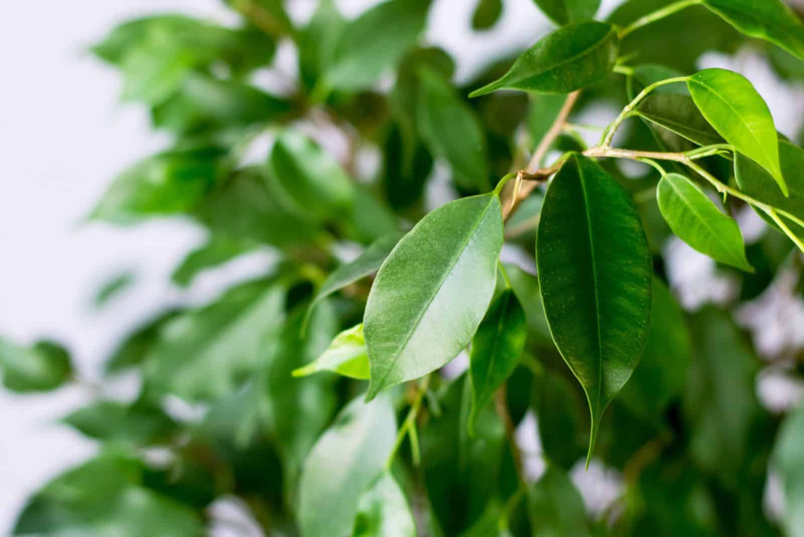 Ficus benjamin con hojas frescas sobre fondo blanco.