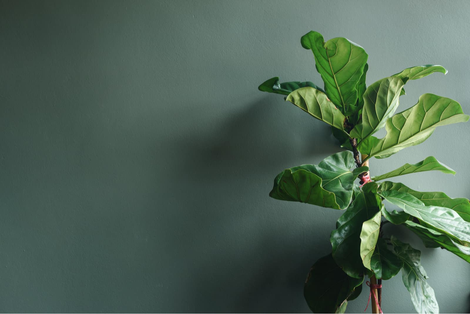 Fiddle Leaf Fig Leaves Curling frente a una pared oscura