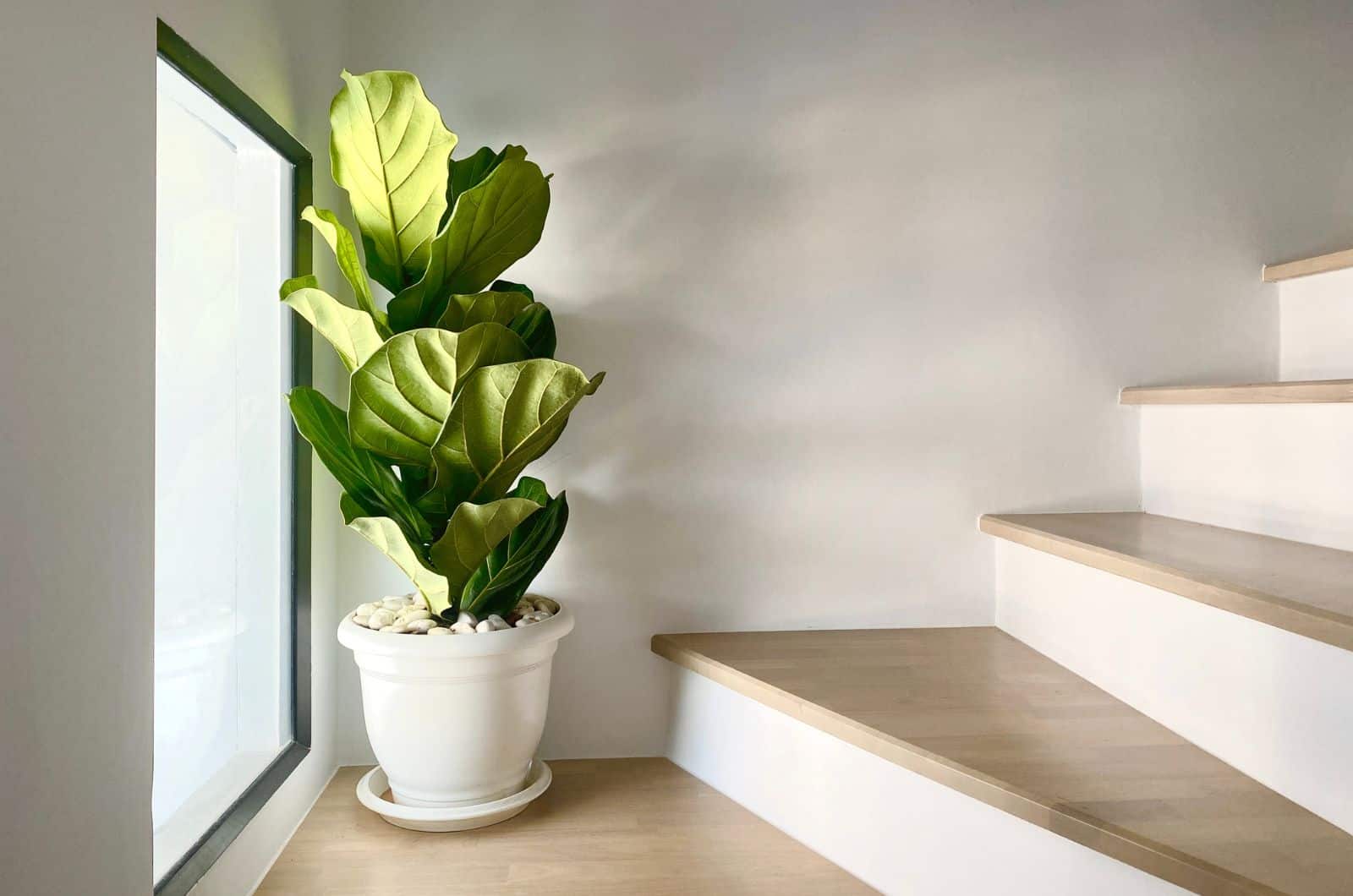 Fiddle Leaf Fig por escaleras