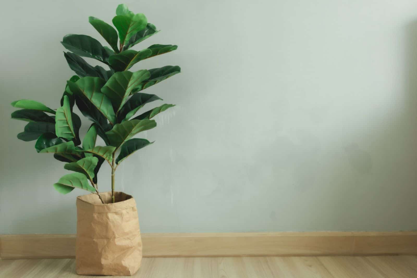 Planta de higuera de hoja de violín con maceta de papel en la habitación