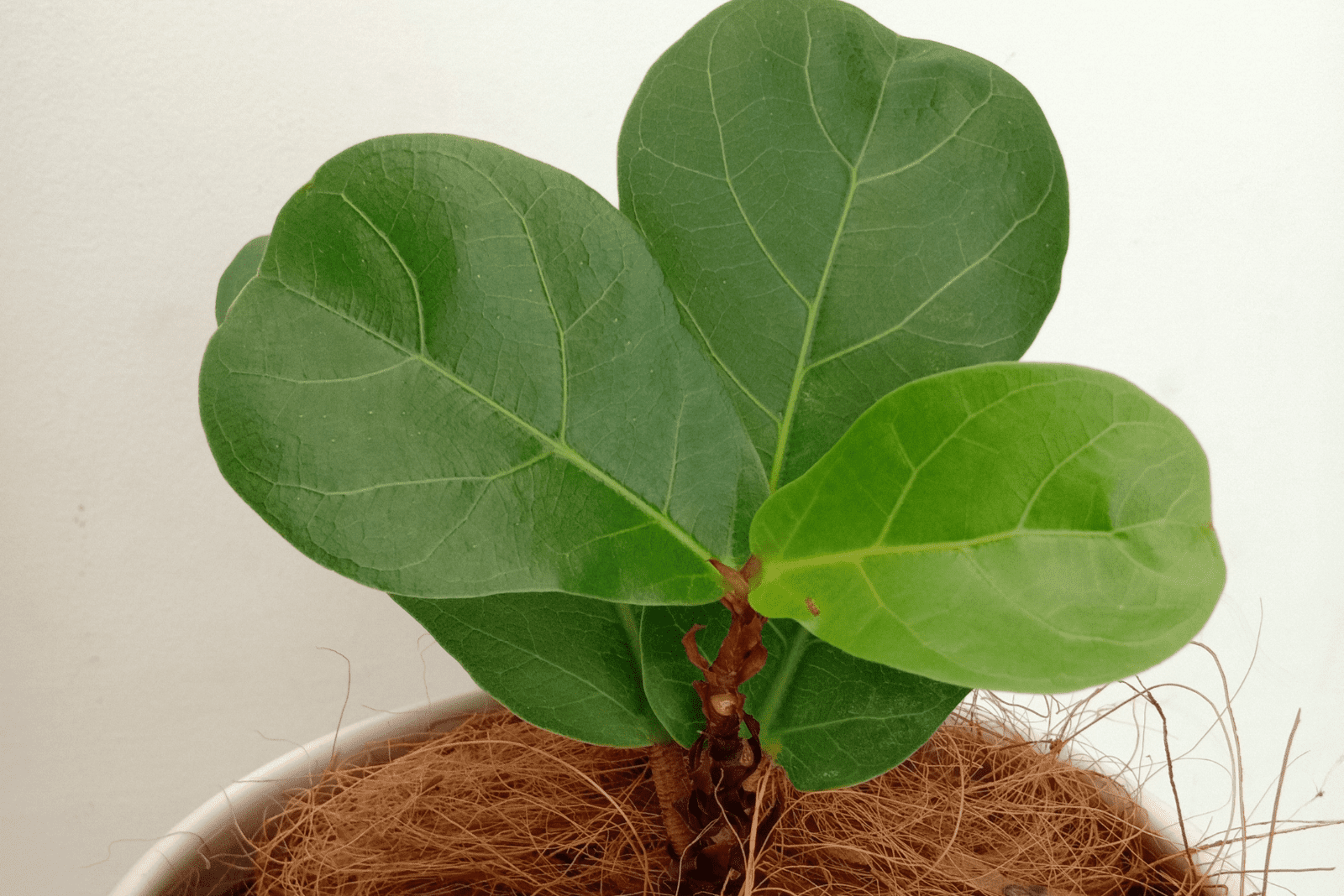 Flor pequeña de higo de hoja de violín