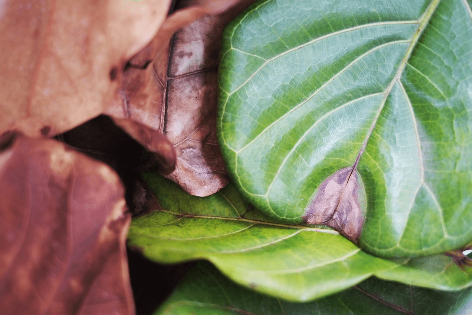 Higo de hoja de violín con hojas secas