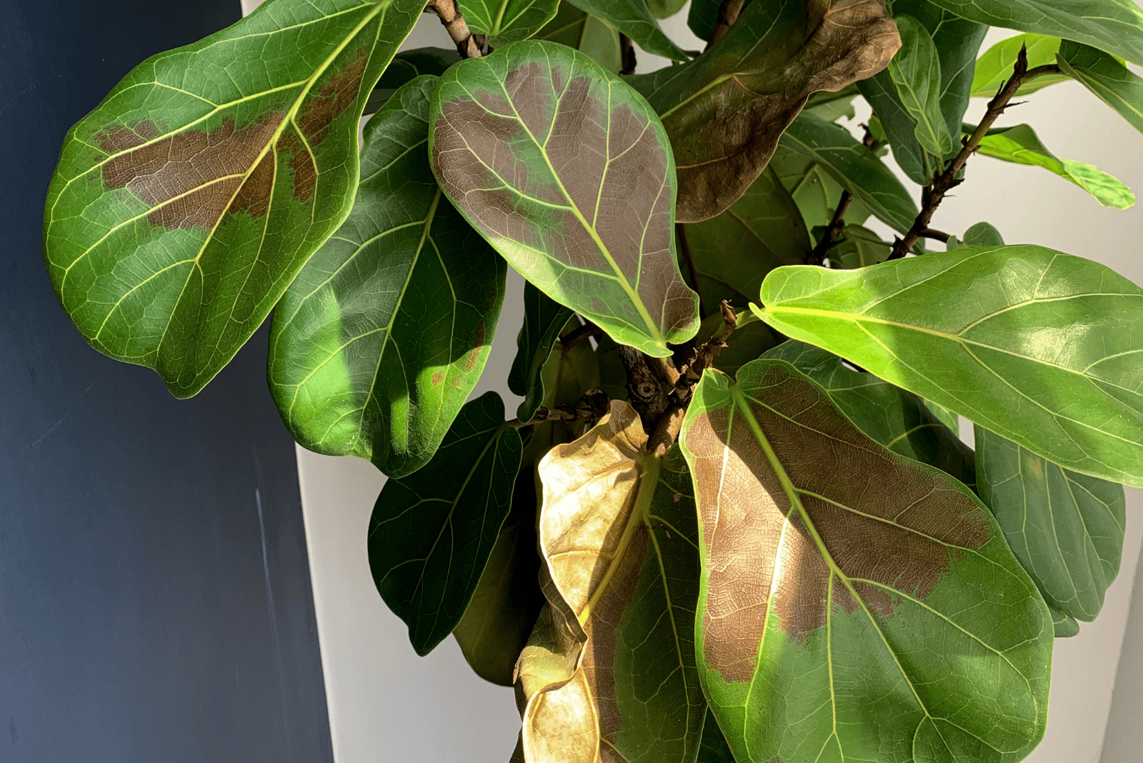 Higuera de hoja de violín con hojas secas