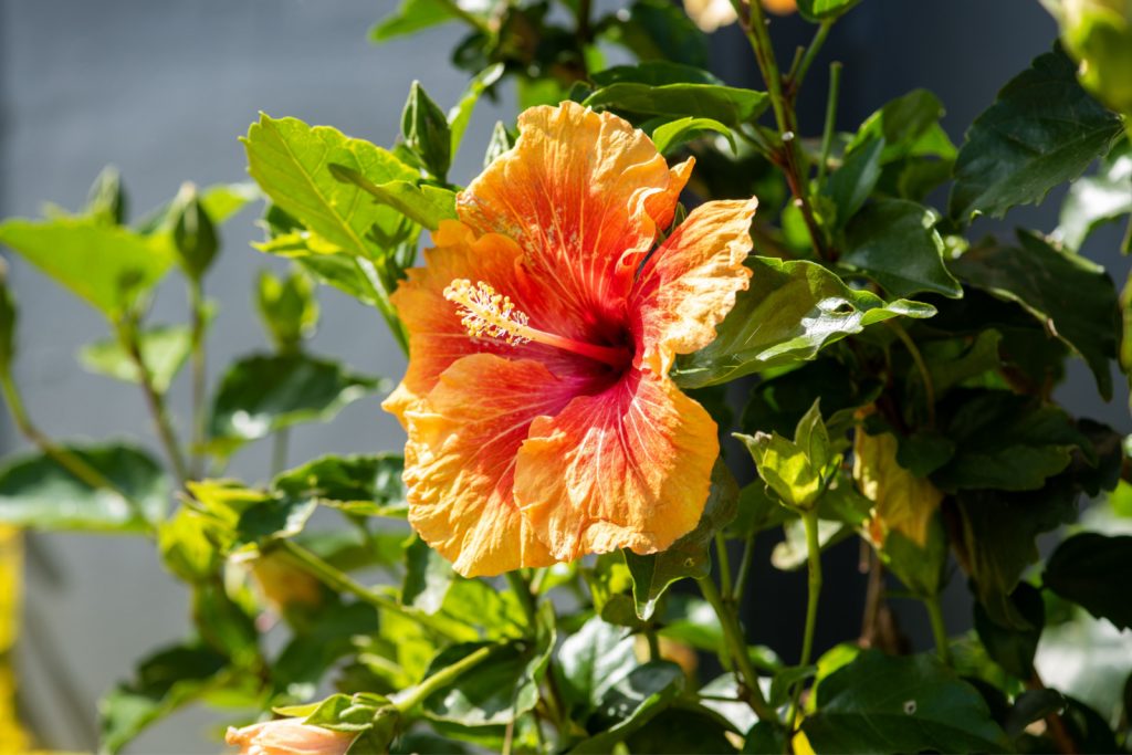 Fiesta Hibiscus, flor de la medicina ayurvédica.